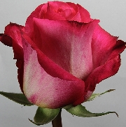 Экстрим 70см, роза /FARIN ROSES/