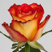 Хай Орандж Магик 60см, роза /EDEN ROSES/