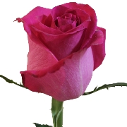 Топаз 60см, роза /FARIN ROSES/