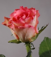 Дуэт 60см, роза /FLOR HERMOSA/