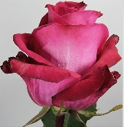 Асина 60см, роза /EDEN ROSES/
