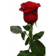 Фридом 60см, роза /MAPOREX & ROSS/