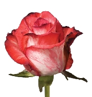 Хай Твинкли 70см, роза /FARIN ROSES/