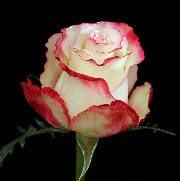 Свитнесс 80см, роза /FARIN ROSES/