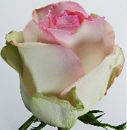 Сеньорита 50см, роза /FARIN ROSES/