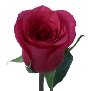 Джэнейр 70см, роза /FARIN ROSES/