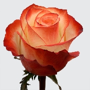 Фарфала 60см, роза /EDEN ROSES/