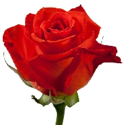 Сантана 60см, роза /FARIN ROSES/