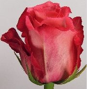 Имагинацион 60см, роза /ROSAPRIMA/